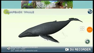 Ballenas y Delfines Saltando (Real Whales:Find the Cetacean)