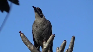 Aussie Magpie singing.. Австралийская Сорока Мэгпай поет..