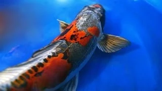 Dragon Koi Fish | Ki Kokuryu Koi