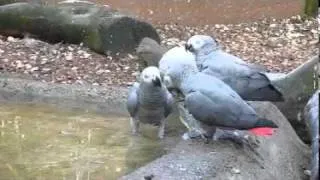 African Greys Eating Ice