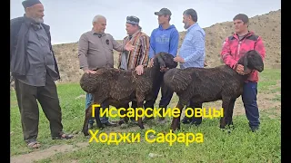 Гиссарские овцы и аборигенные САО Таджикистана саги дахмарда Ходжи Сафара. Экспедиция фермер.ру