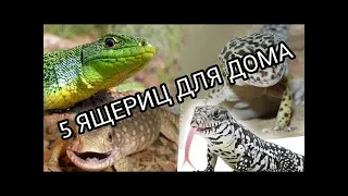 Топ 5 Ящериц для содержания дома