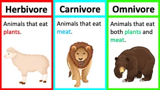 Herbivore, Carnivore & Omnivore | Types of animals | What's the difference?