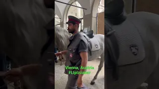 Lipizzaner horse training. Vienna, Austria. Spanish Riding School. #horse #vienna  #travel