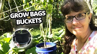 Grow Bags vs Buckets   Which is better and why?