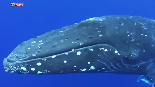 Whales: close-up performance of song and acrobatics (Киты: представление по пению и акробатике)