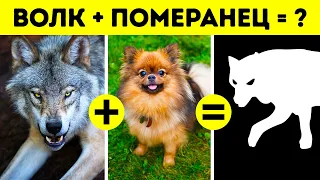 Почему собаки так отличаются друг от друга, а кошки - нет?