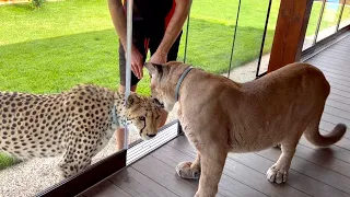 Puma Messi let Gerda on his veranda!