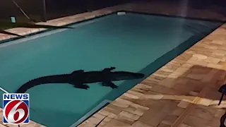 ‘I was amazed:’ 10-foot gator goes for swim in New Smyrna Beach pool