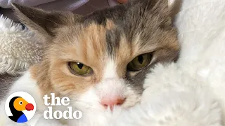 Woman Adopts Grandparents' Grumpy Cat | The Dodo Cat Crazy