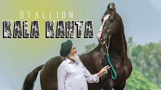 STALLION KALA KANTA / BEHBAL STUD FARM / /MANN HORSE PHOTOGRAPHY/CHANDIGARH