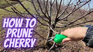 How to prune cherry