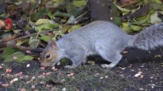 Squirrel burying nuts HD