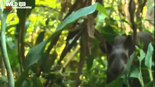 BBC Documentary 2015   Wild Amazon     HD National Geographic Documentary