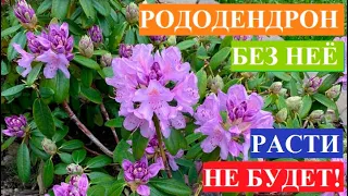 Без неё рододендрон расти не будет!!!