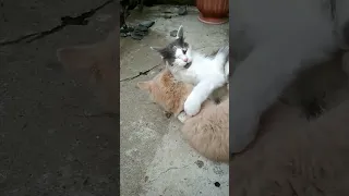 Котячий бой