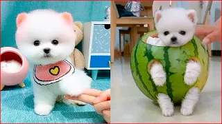 Tik Tok Chó Phốc Sóc Mini 😍 Funny and Cute Pomeranian #163