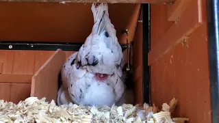 Ameraucana hen lays an egg