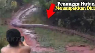 Awalnya Dikira Batang Pohon, Pemuda Ini Ketakutan Saat Tahu Itu Ular Raksasa Yang Melintas