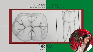 Dental - Draw anatomic tooth  - Dens molars Mandibular - Lower Jaw [Tutorial]