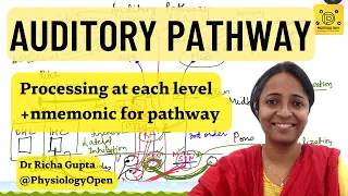 Auditory pathway physiology of hearing | Special senses physiology mbbs 1st year