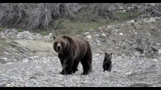 Grizzly Bear 399/4 Cubs-Our rarest video as 399 is first seen by the world-Jackson/Teton/Yellowstone