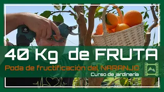 🍊 Poda ASÍ tu NARANJO  👉 Cosecha INCREÍBLE 🍊 [Capítulo 43] Curso básico de Jardinería 2021 | LdN