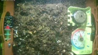 Conesus Lake Dreissenid Mussels
