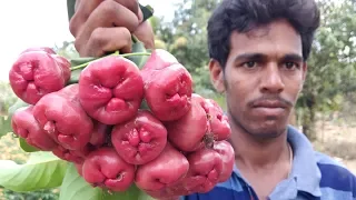 Water Apples Cutting And Eating In My Village | Farm Fresh Rose Apples Harvesting |  Bell Fruit