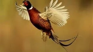 Pheasant hunt in ireland with springer spaniels