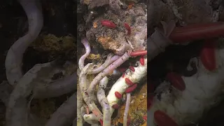 Giant tube worm spawn at deep-sea hydrothermal vent