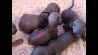 10 days old Canadian Sphynx kittens