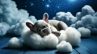 ♪♫ 1-Hour Lullaby with a Frenchie in Clouds ♪♫ #016 | Baby Sleep Intelligence Training