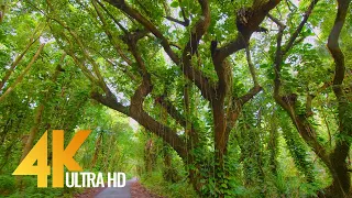 4K Puna Forest Reserve, Hawaii, Big Island - Nature Walking Tour - Short Version