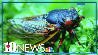 17-year cicadas to benefit environment