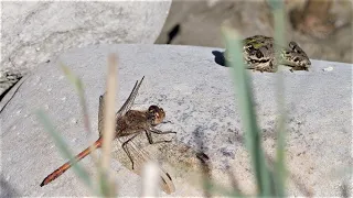Little frogs are trying to catch a dragonfly / Kleine Frösche versuchen eine Libelle zu fangen