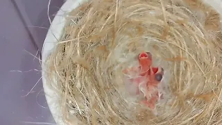 vidéo 16 Suivi d'élevage plus naissance