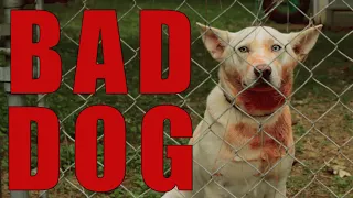 BAD DOG- Horror Short Film