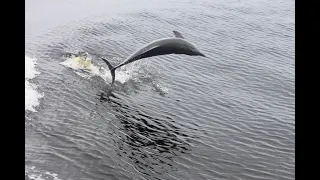 Dolphin Tour & Pirate Ship Battle   4K