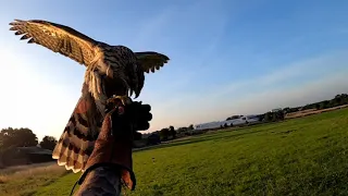 Training Young Goshawk