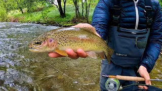 Small Stream Fly Fishing for Trout in North East Victoria!