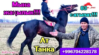 Сары Өзөн командасында ойногон 83 Аргымагы сатууга чыкты!!! Тел:+996704228178.