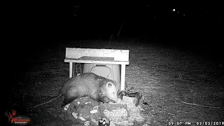 Trail Cam Creatures Of The Night