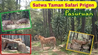 Satwa Taman Safari Prigen Pasuruan