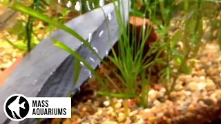 Can GRASS from your LAWN thrive in a PLANTED TANK?