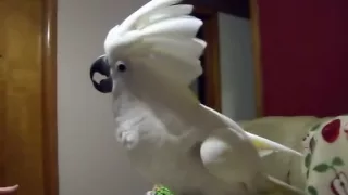 Bella My Umbrella Cockatoo and My mother arguing Part 2