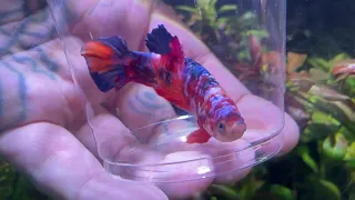 Unboxing 100+ Fancy Bettafish!!