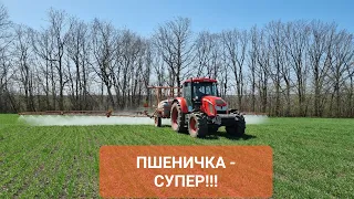 Компот в баку! Перша обробка пшениці #пшениця