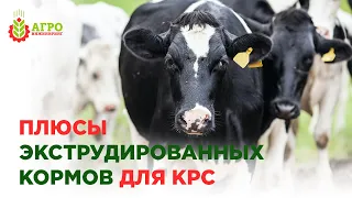 Преимущества экструдирования кормов для КРС. Как улучшить качество корма.