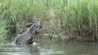 Large Nile Crocodile Eating An Impala Ram